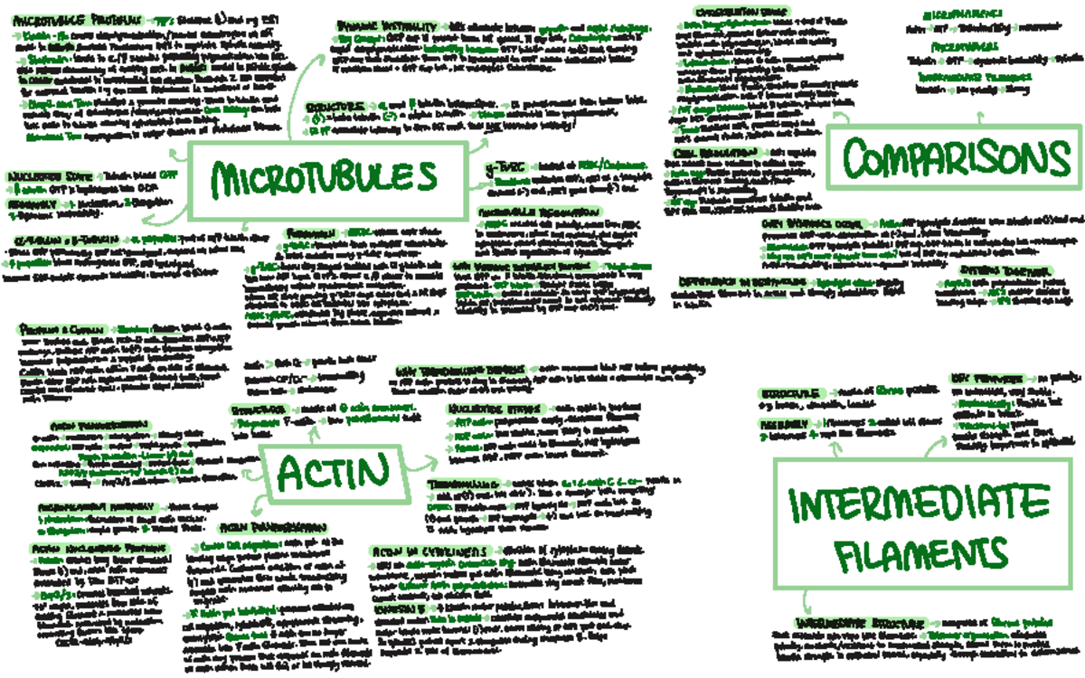 CYTOSKELETON: Summary of Actin and Microtubule Dynamics - Studocu