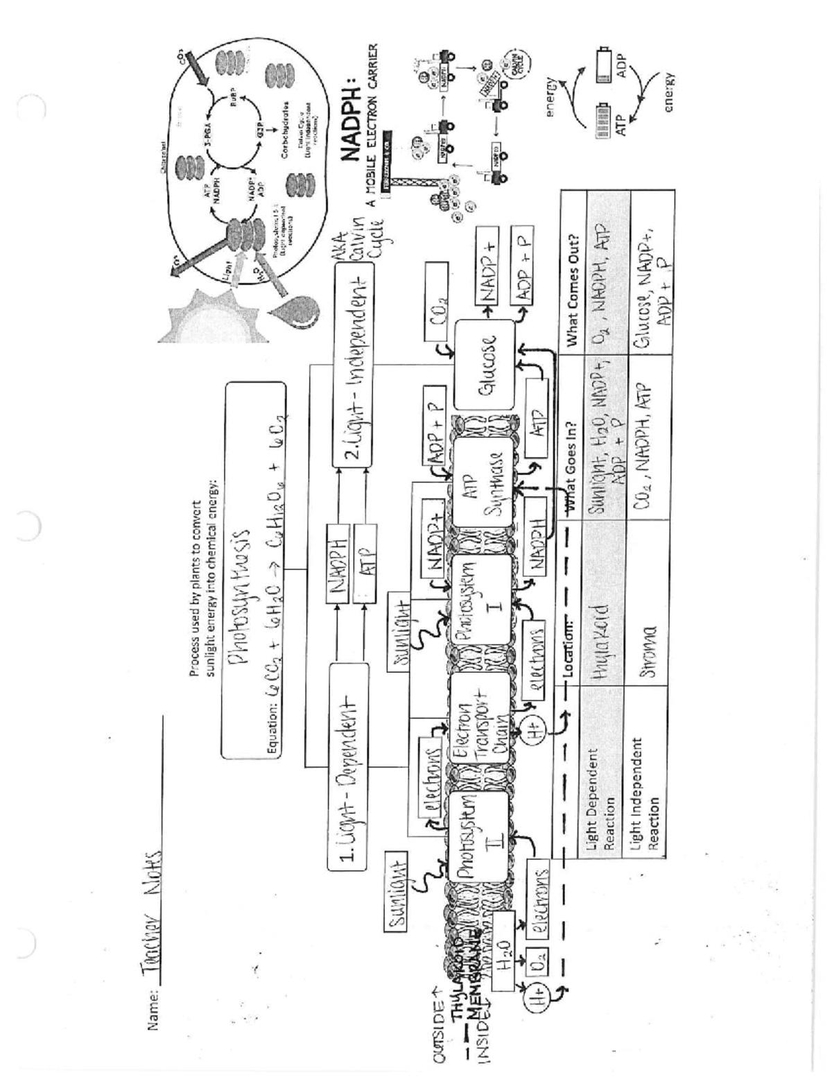 Photosynthesis Concept Map Updated Answer Key - Process Overview - Studocu
