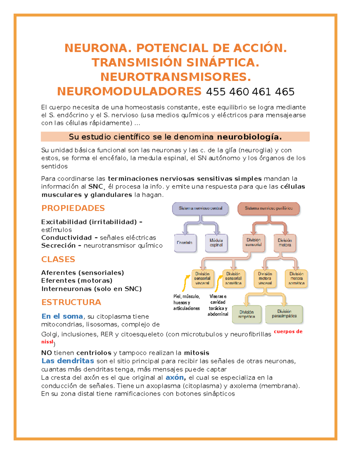 02. Neurona - Resumen sobre Potencial de Acción y Sinapsis - Studocu