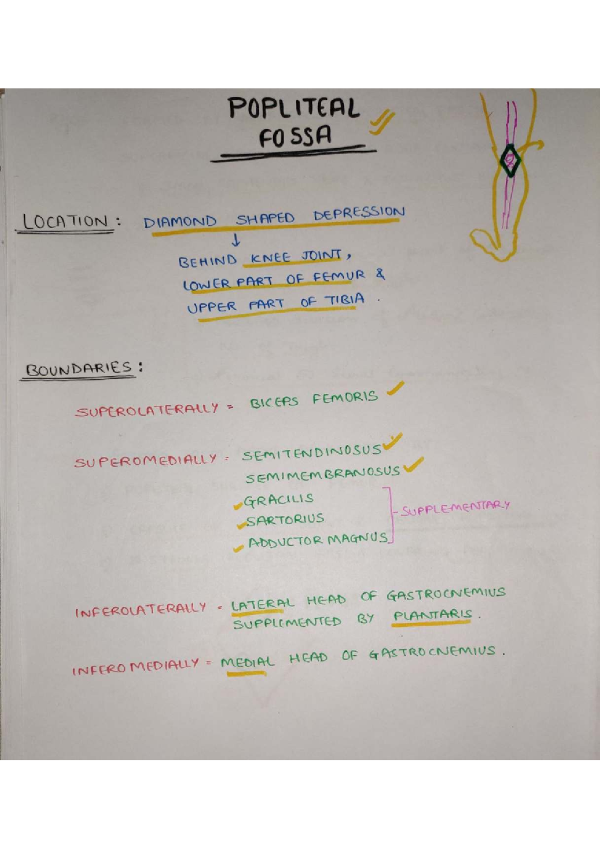 Popliteal Fossa Anatomy - VBBJ Lecture Notes - Studocu