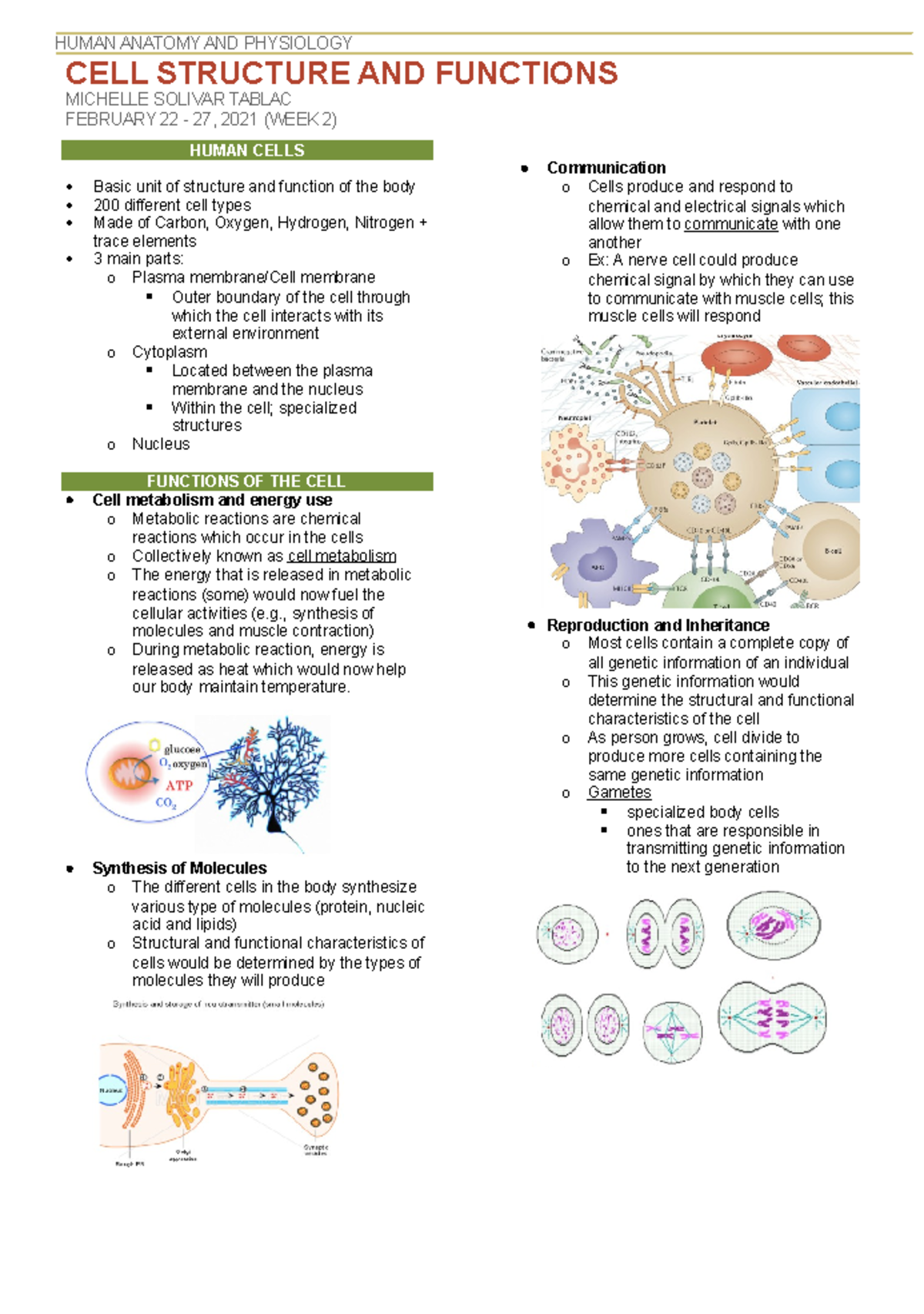 [ MC 102NUR ] Overview of Human Cell Structure & Functions - Studocu