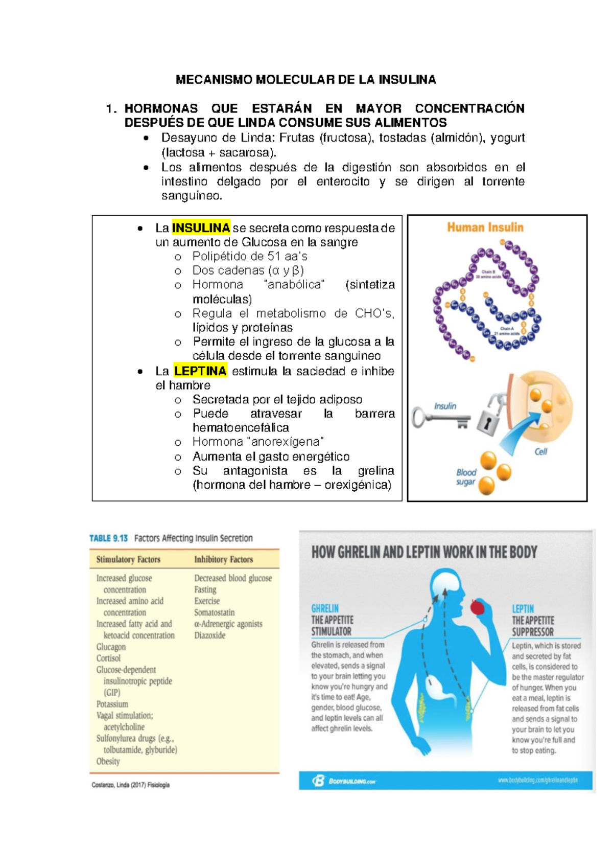 MEC 201: Mecanismo Molecular de la Insulina y Leptina - Notas de Clase ...