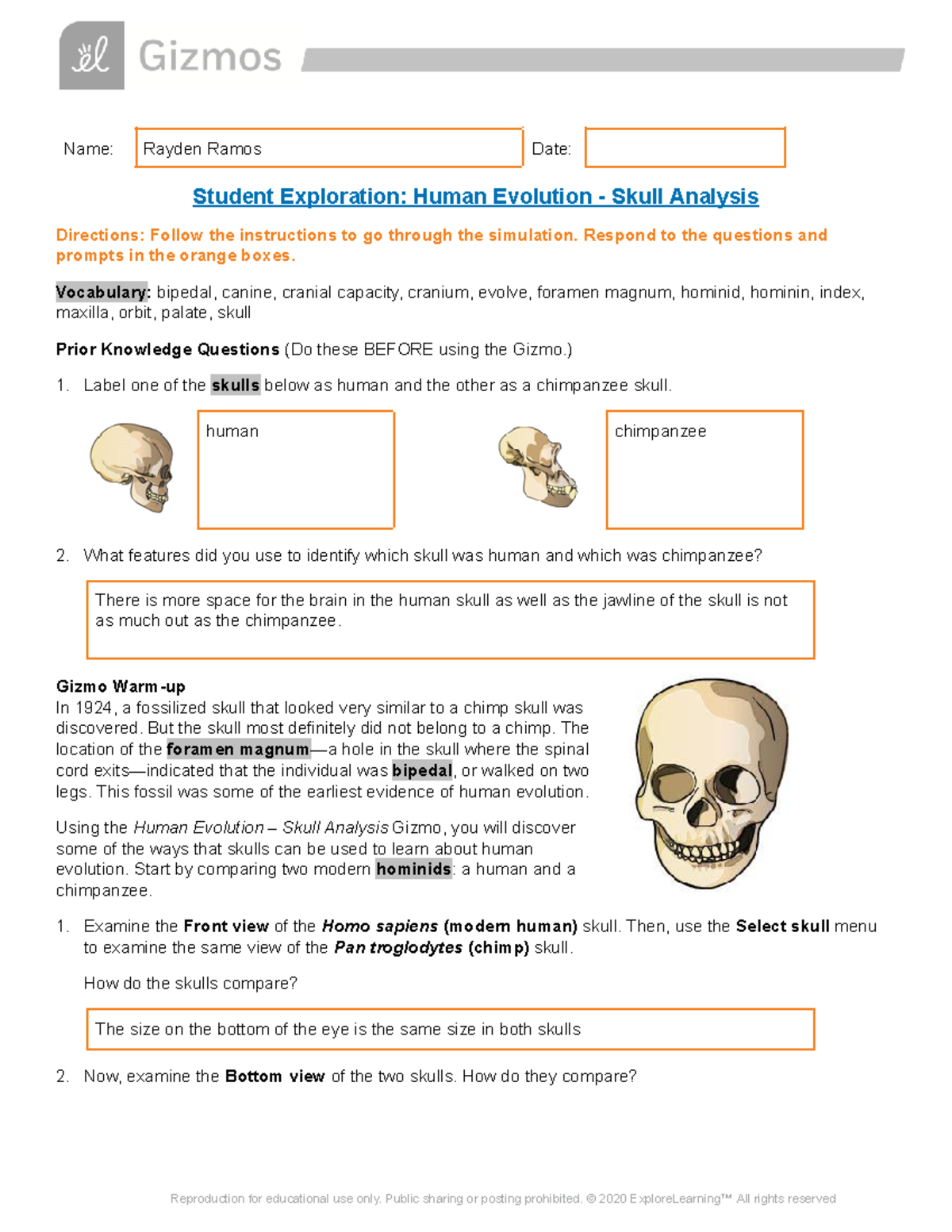 Skull Analysis of Human Evolution - SE (Rayden Ramos) - Studocu