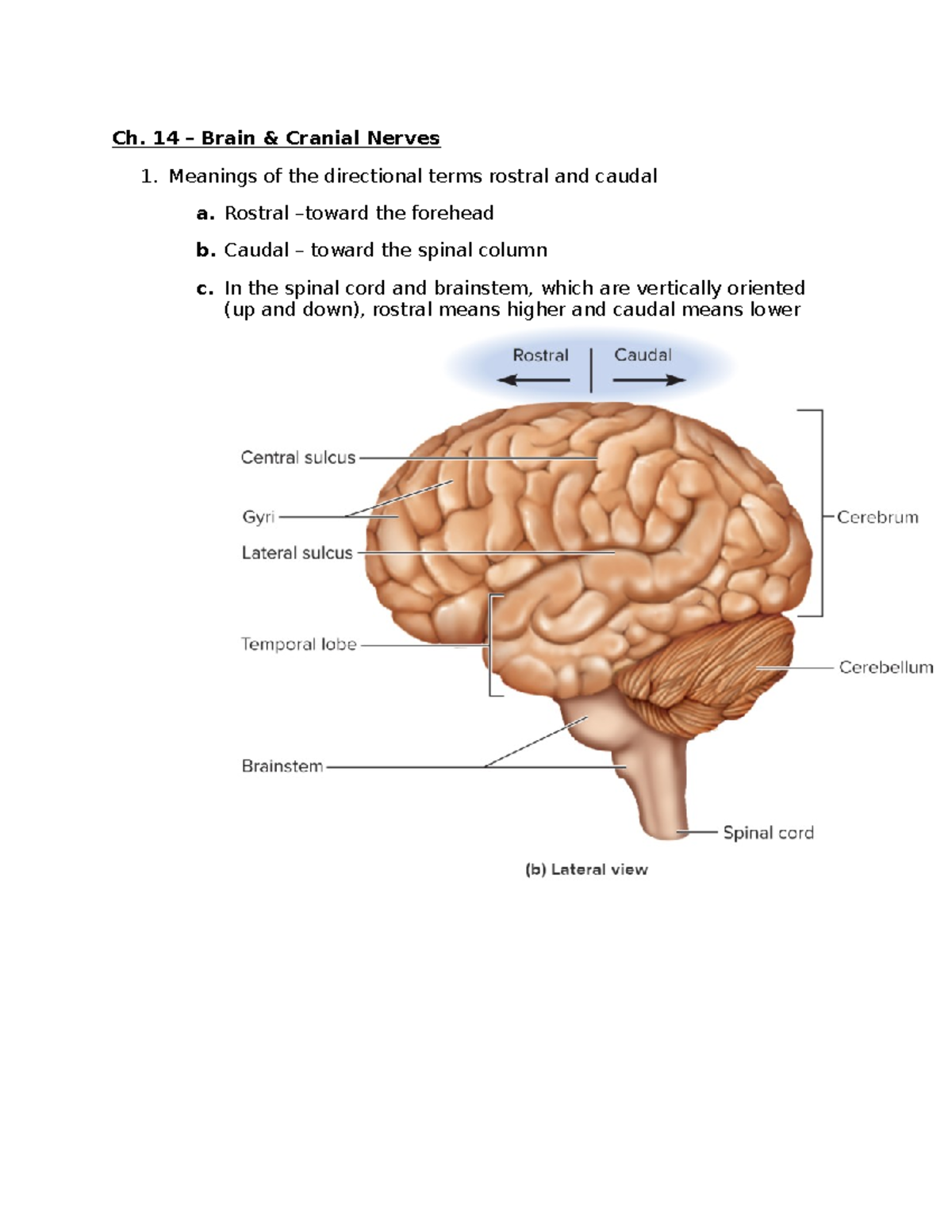 Exam 2 Study Guide: Chapter 14 - Brain & Cranial Nerves - Studocu
