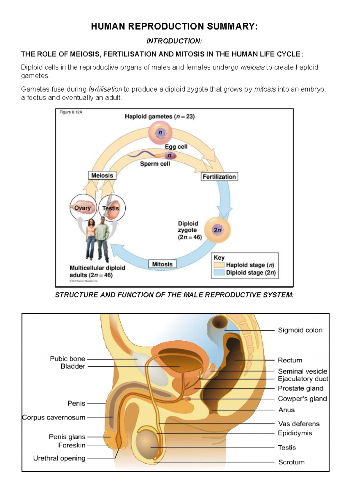 HUMAN REPRODUCTION SUMMARY: GRADE 12 LIFE ORIENTATION EXAM GUIDE - Studocu