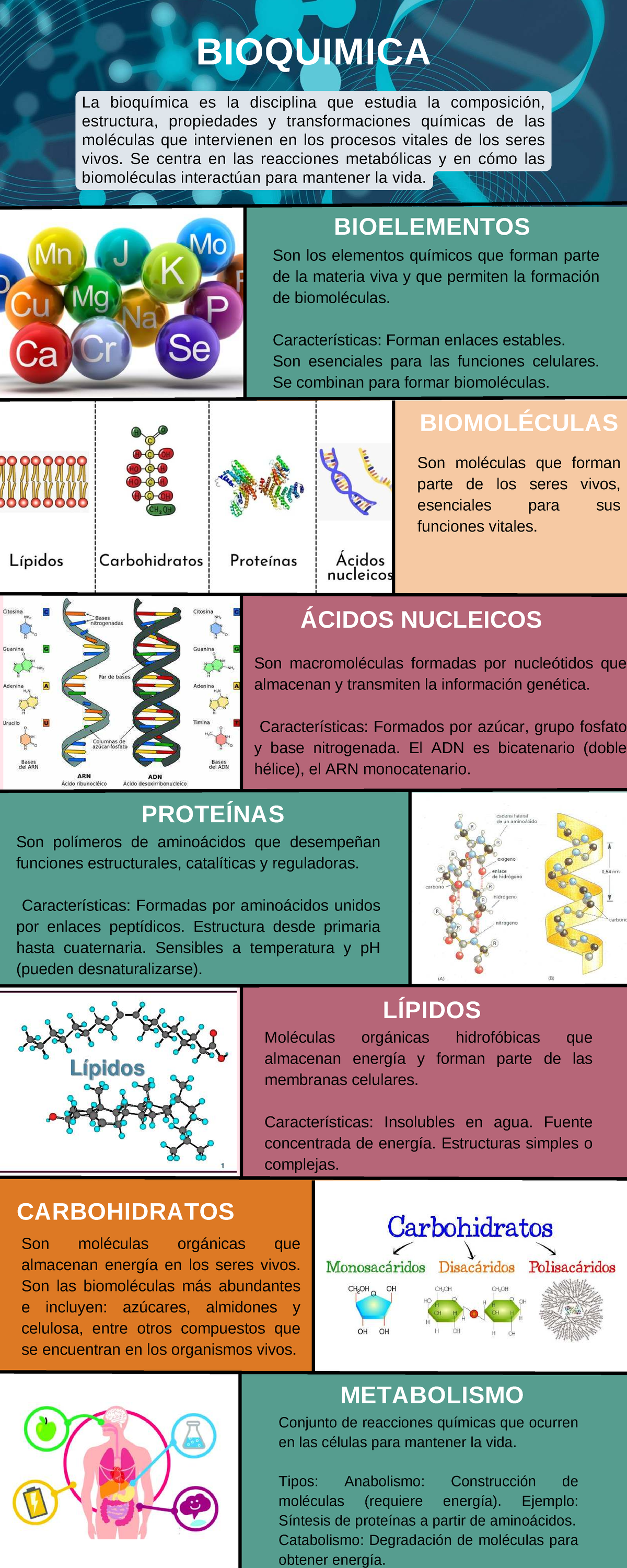 Elementos Qumicos Que Constituyen El Cuerpo Humano Infografas Son
