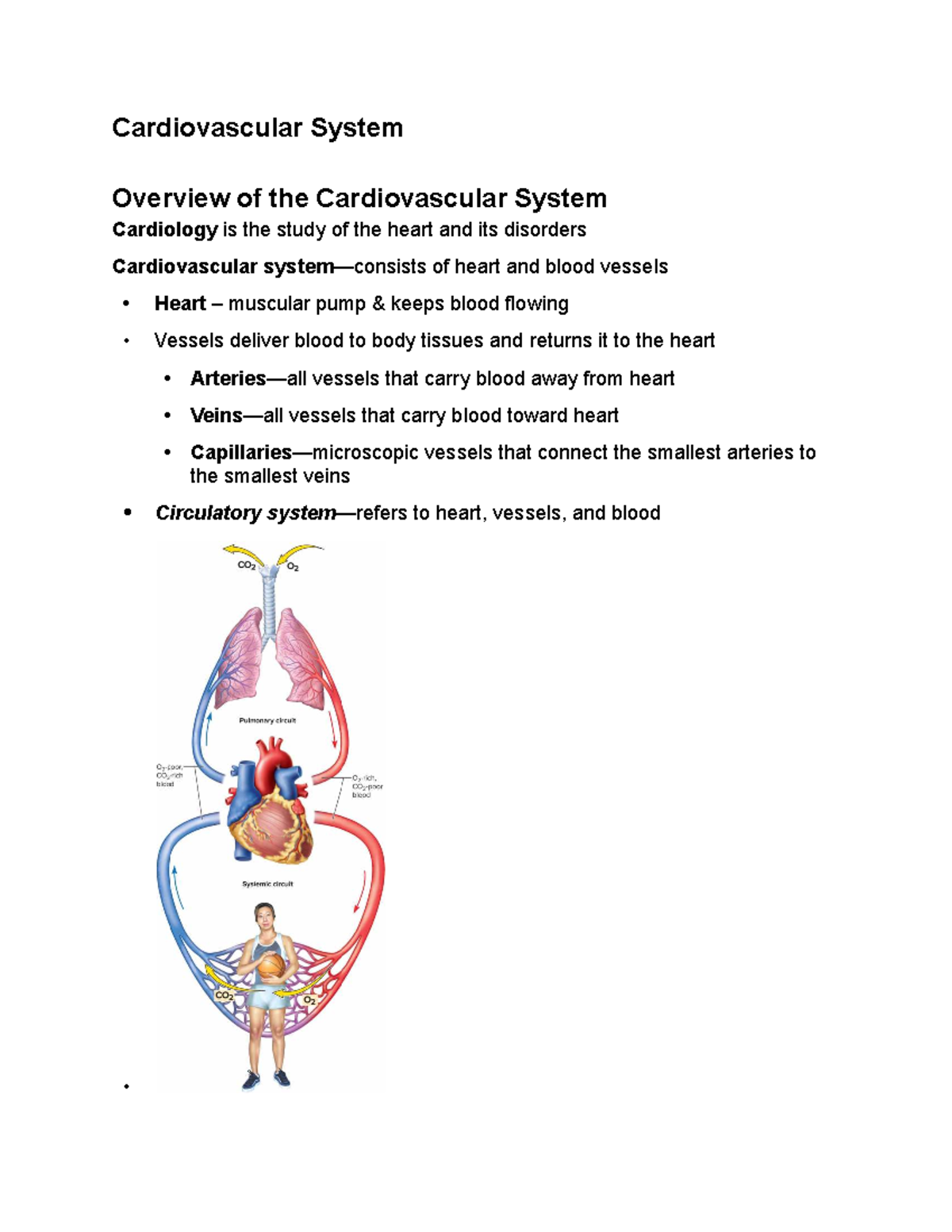 BIO 220 Exam 4: Cardiovascular System Overview and Functions - Studocu