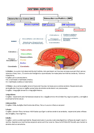 [Solved] Questes Objetivas Sobre Sistema Cardiovasculare Circulao E ...