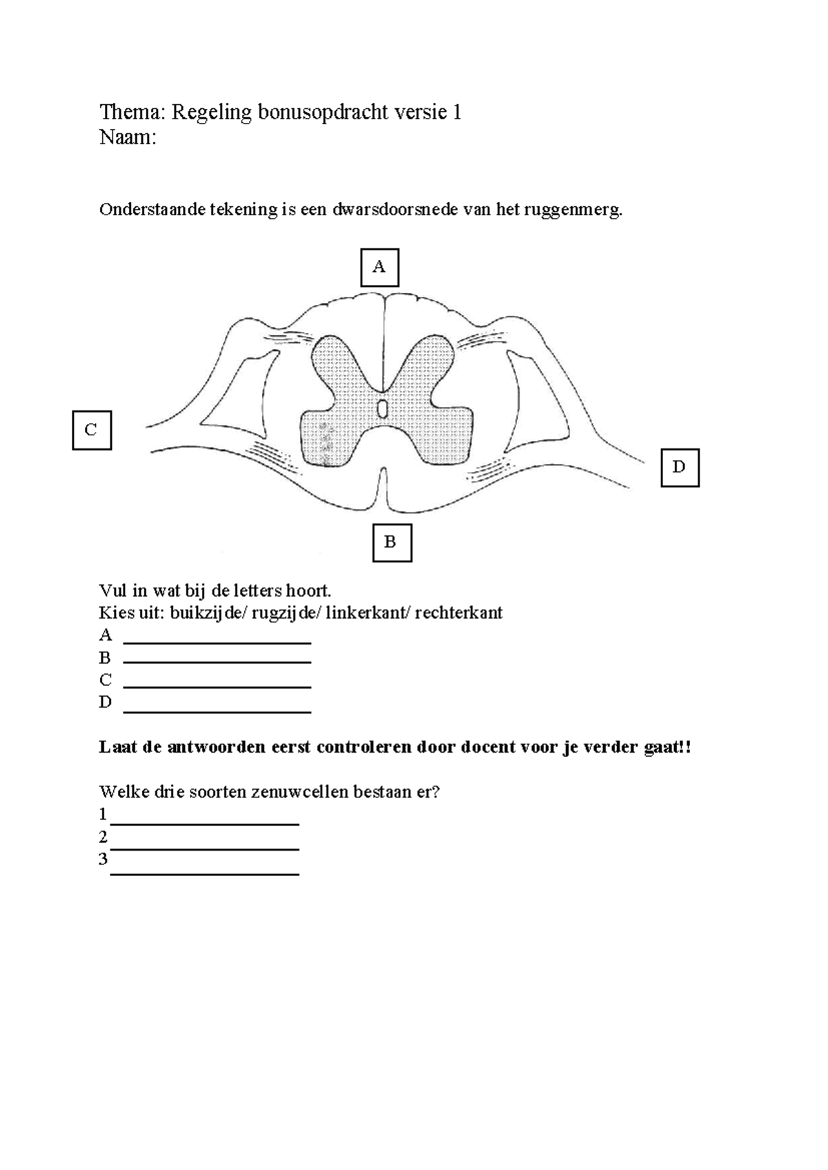 Zelfstandige Opdracht: Ruggenmerg Anatomie en Zenuwcellen - Studeersnel