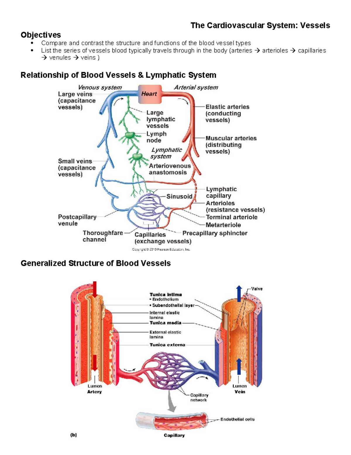 Cardiovascular System Structure And Function