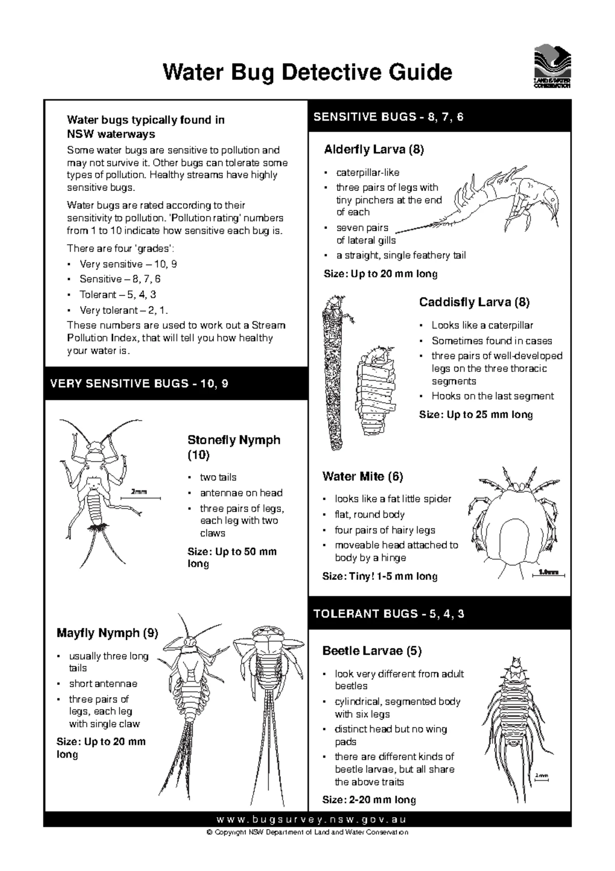 Waterbug Identification Guide: A Beginner's Manual for MELB 101 - Studocu