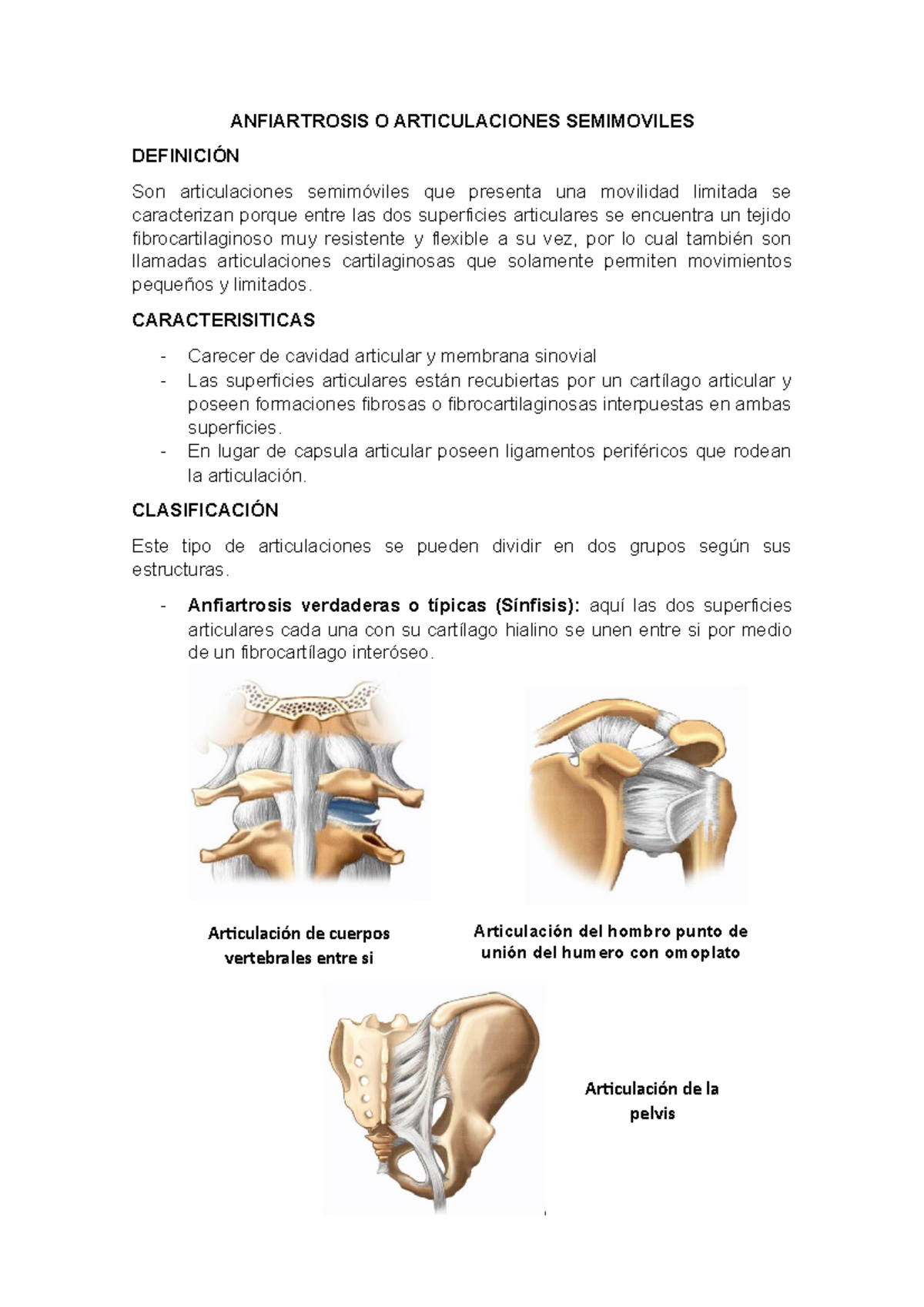 Descripcion de Anfiartrosis o Articulaciones Semimoviles - ANFIARTROSIS ...