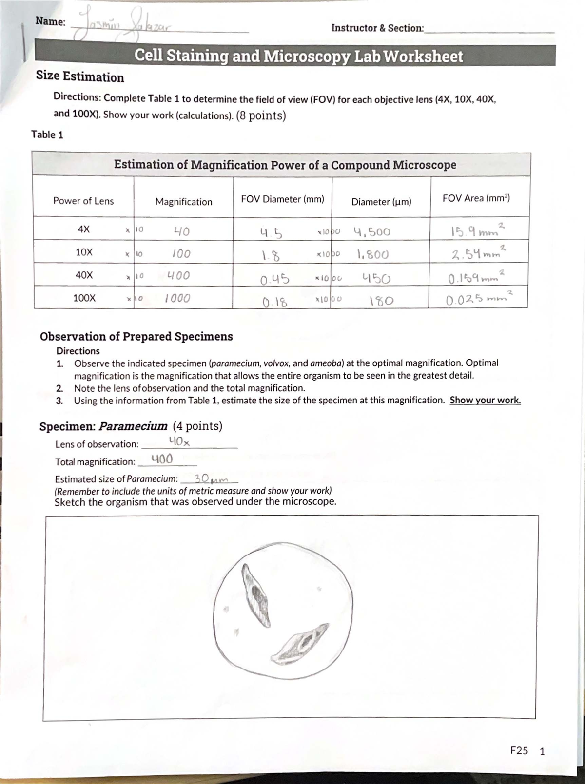 Cell Staining and Microscopy Lab Worksheet (F25) - Studocu