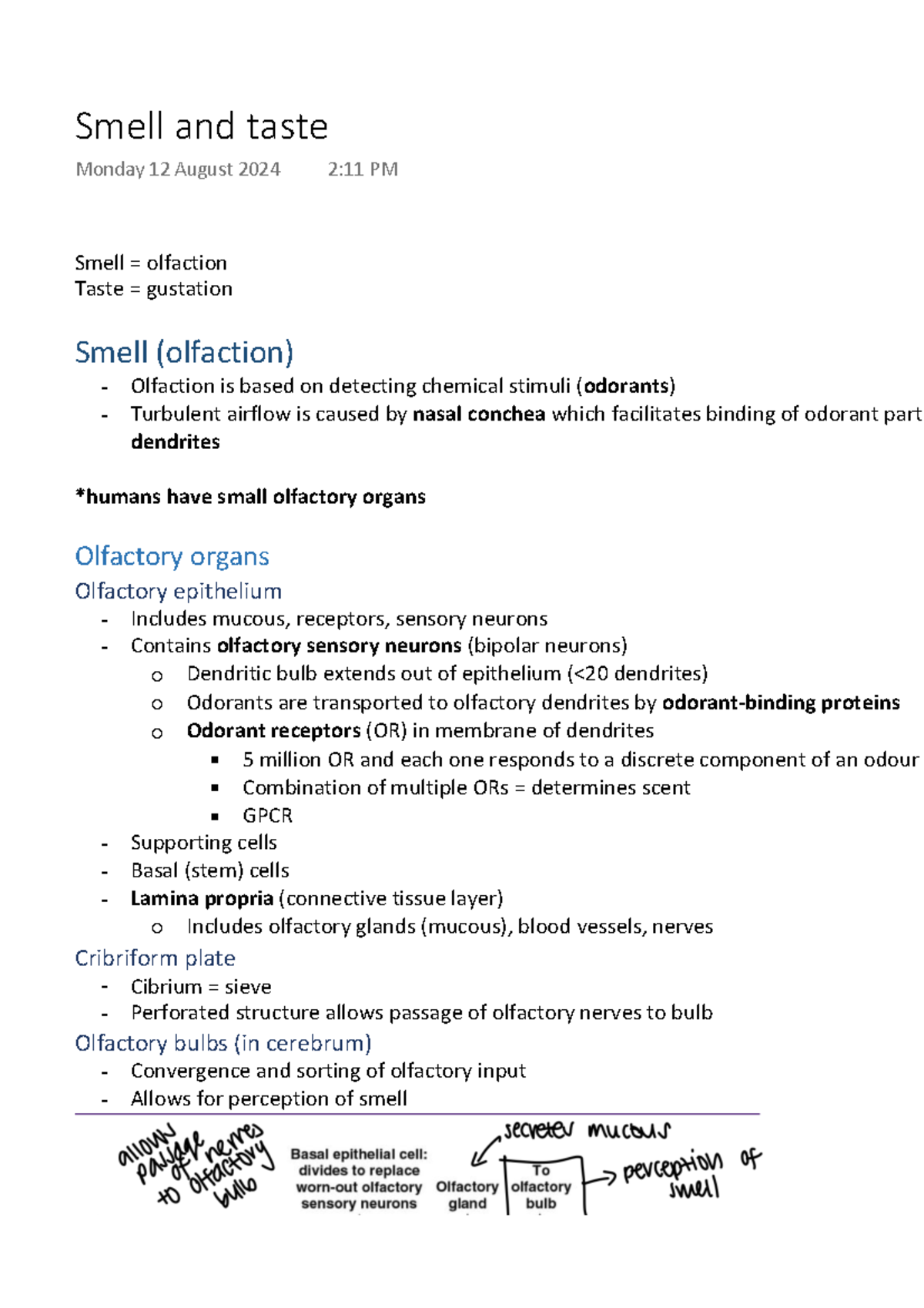 Olfactory and Gustatory Pathways: Lecture Notes on Smell & Taste - Studocu