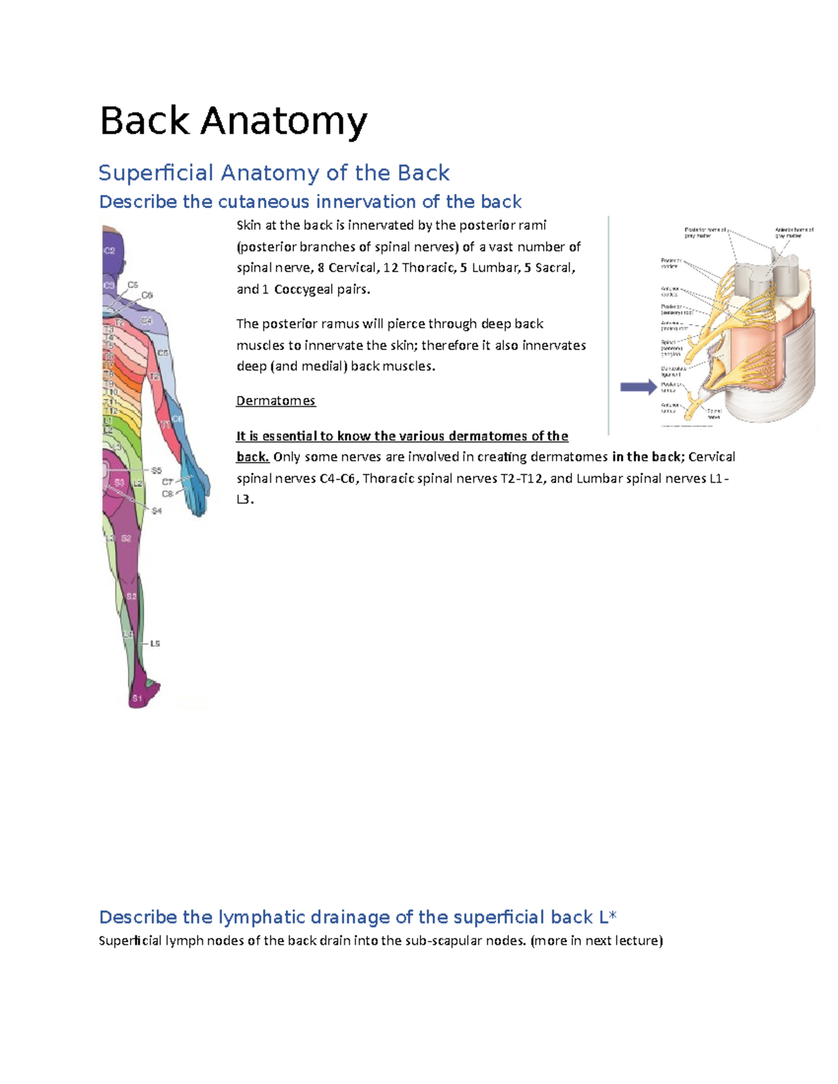 Back Anatomy: Overview of Superficial and Deep Structures L* - Studocu