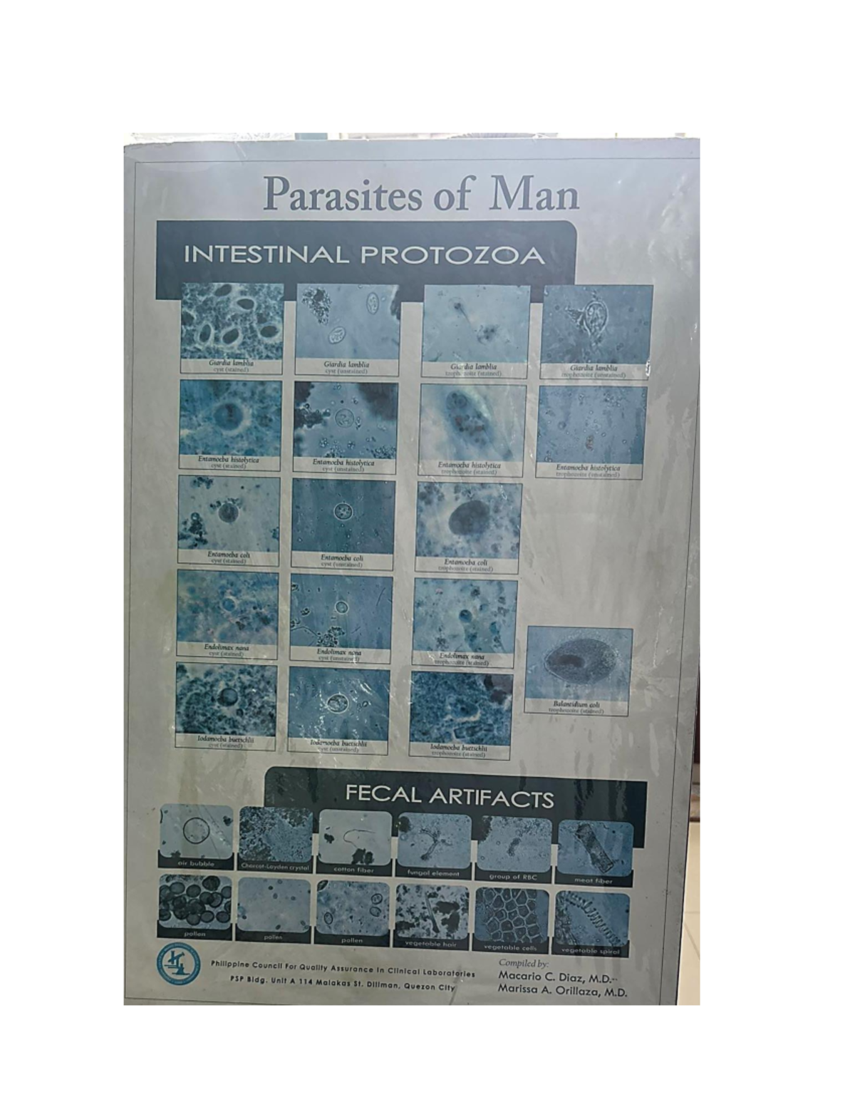 Para - Parasites - Parasites of Man INTESTINAL PROTOZOA Giardia lamblia ...