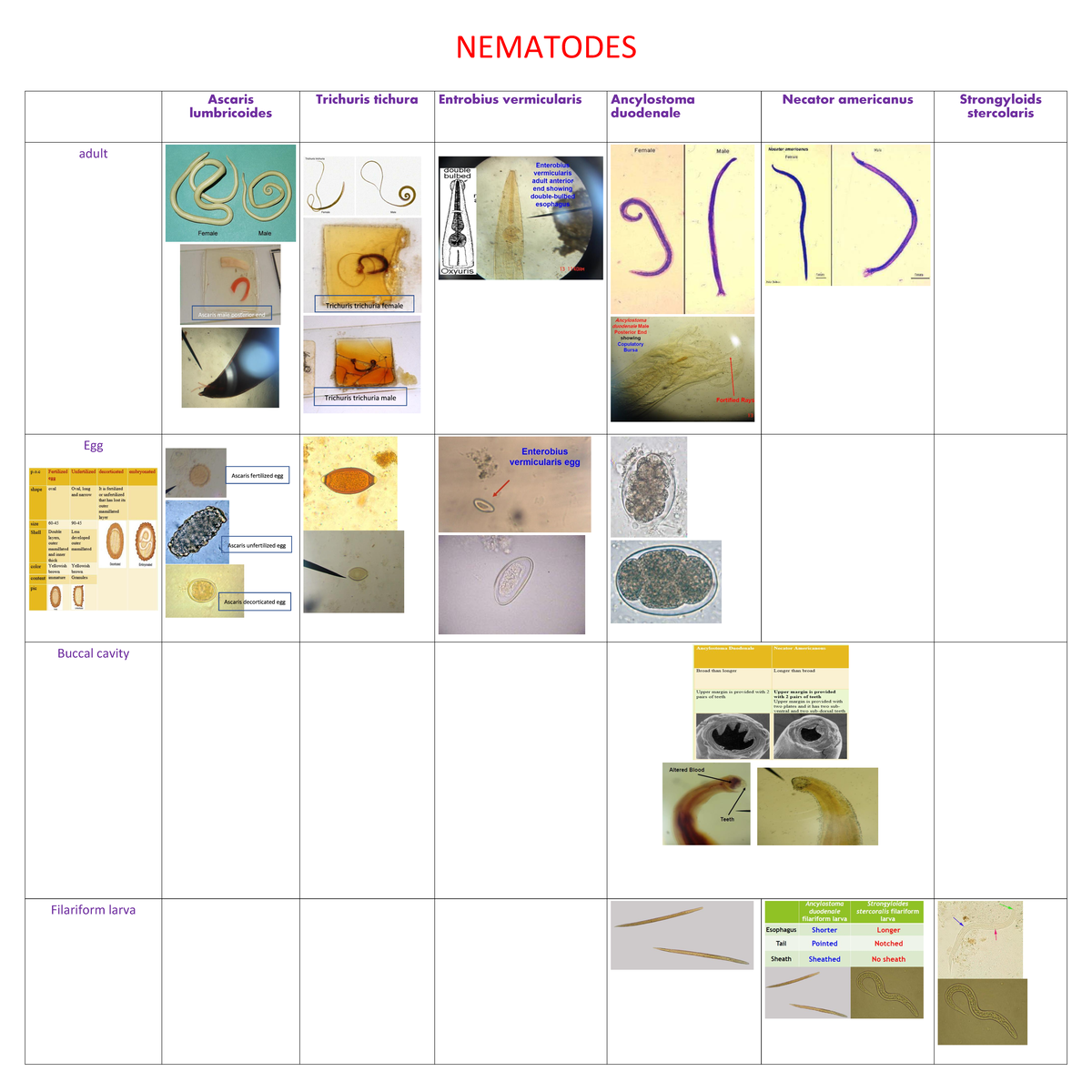 Examples Of Nematodes Cestodes And Trematodes