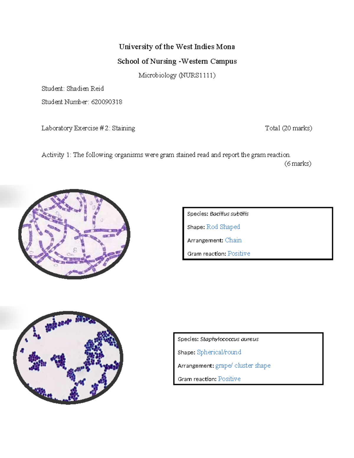 Laboratory Exercise #2: Gram Staining and Bacterial Identification ...