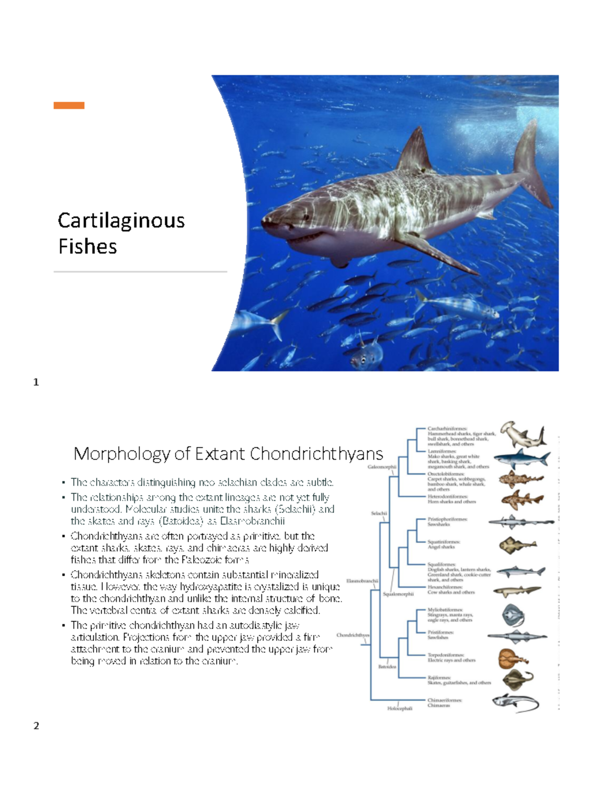 BATO 302: Morphology, Ecology, and Reproduction of Batoidea and ...