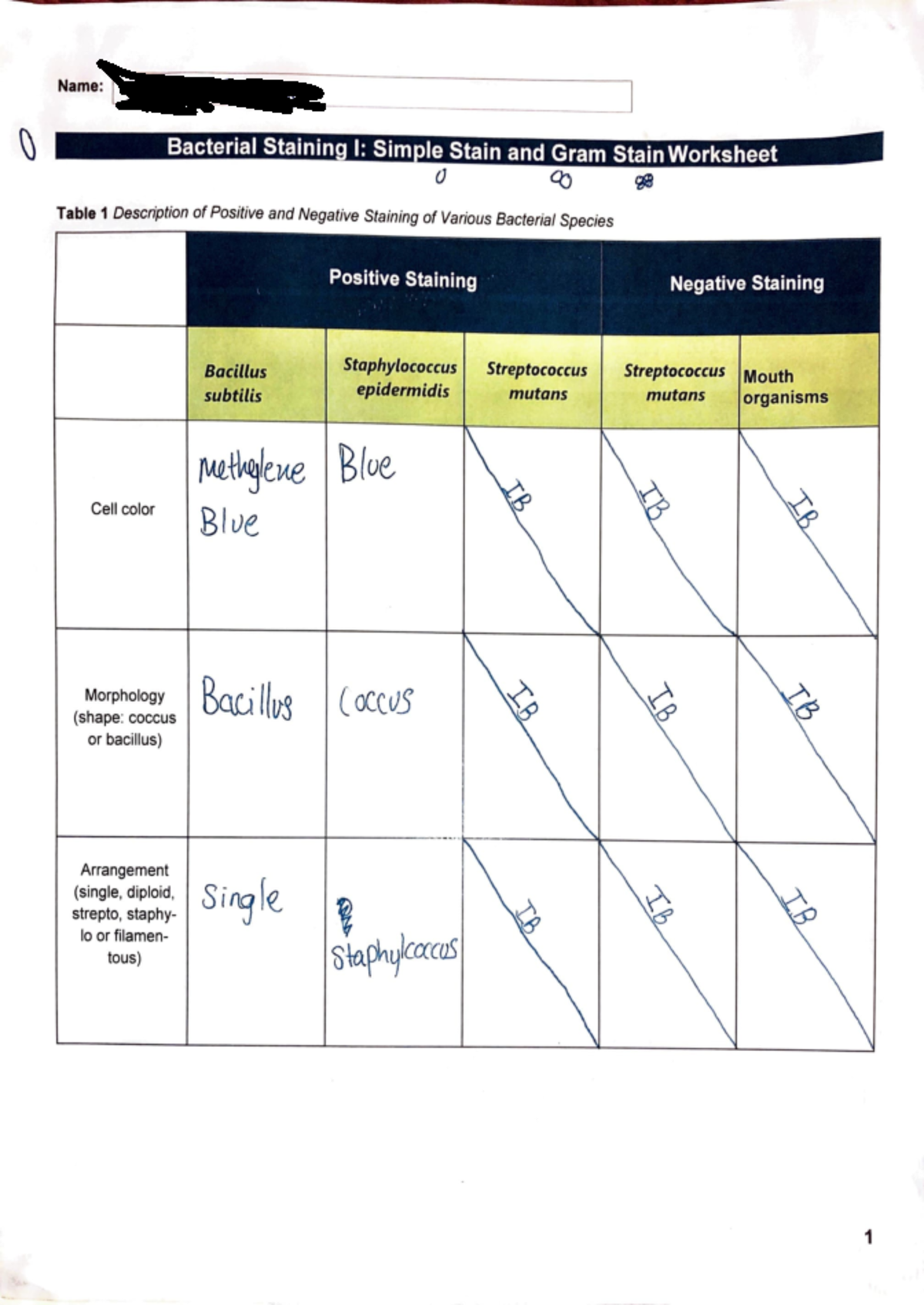 Bacterial Staining Lab Worksheet Pt 1: Simple & Gram Staining Analysis ...