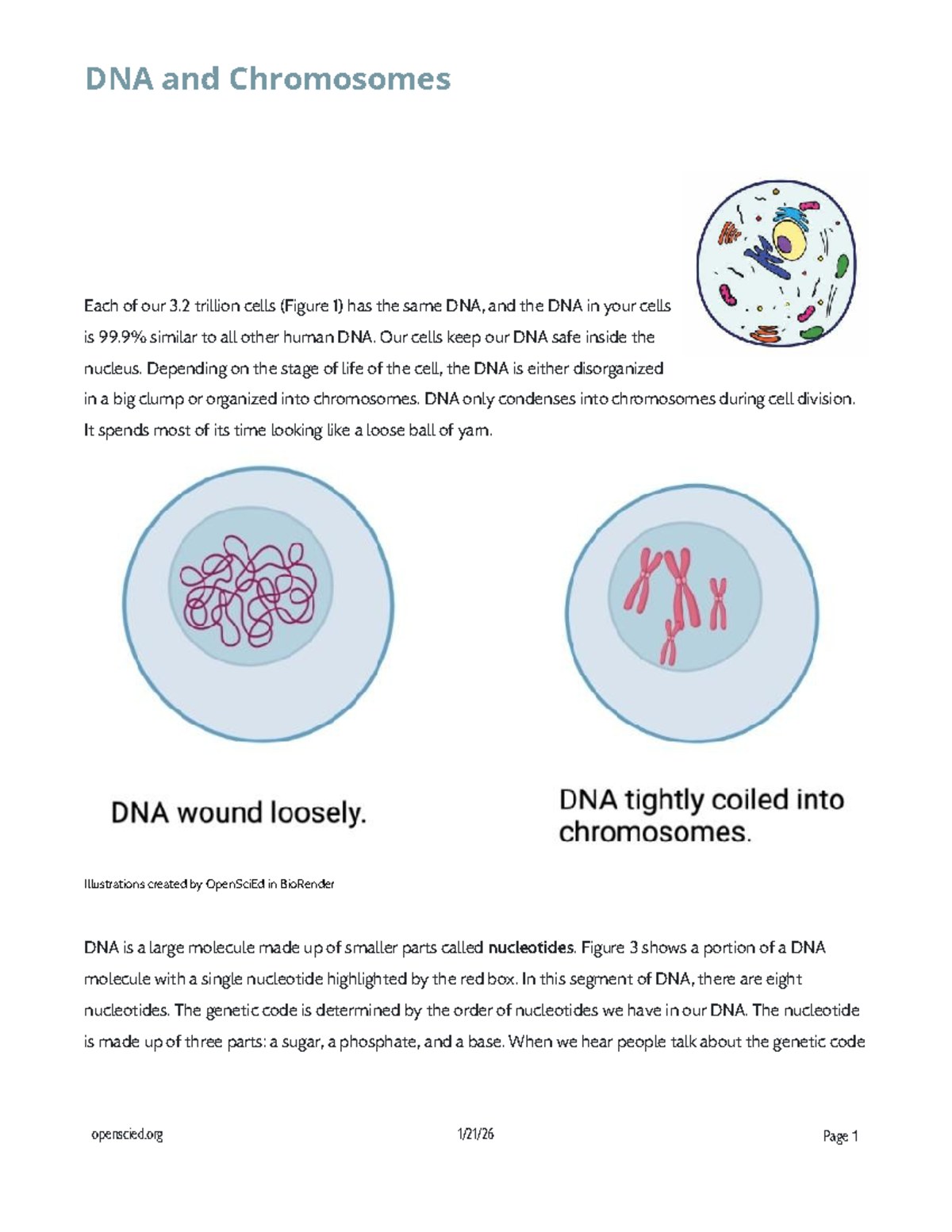 B.3 Lesson 5: Understanding DNA Structure and Chromosome Formation ...