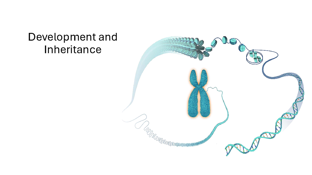 Human Embryology: Key Concepts in Development & Inheritance (BIOL 101 ...