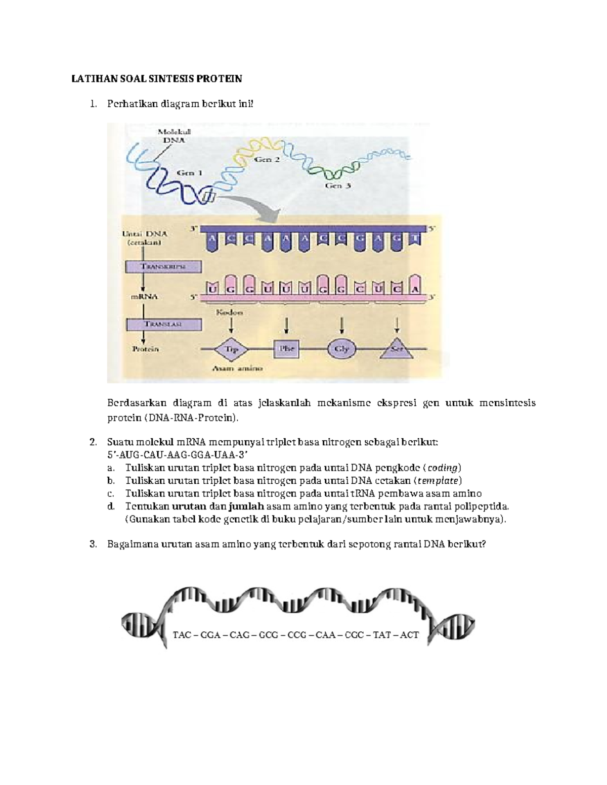LATIHAN SOAL SINTESIS PROTEIN - MEKANISME EKSPRESI GEN - Studocu