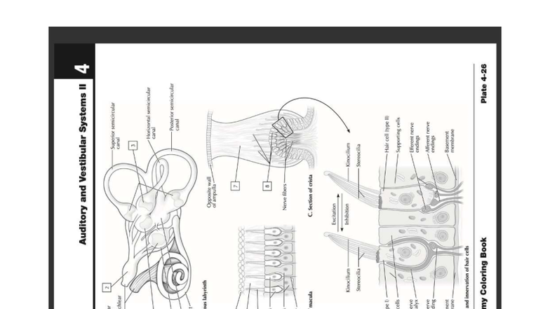 Auditory and Vestibular Systems II - Detailed Study Notes - Studocu