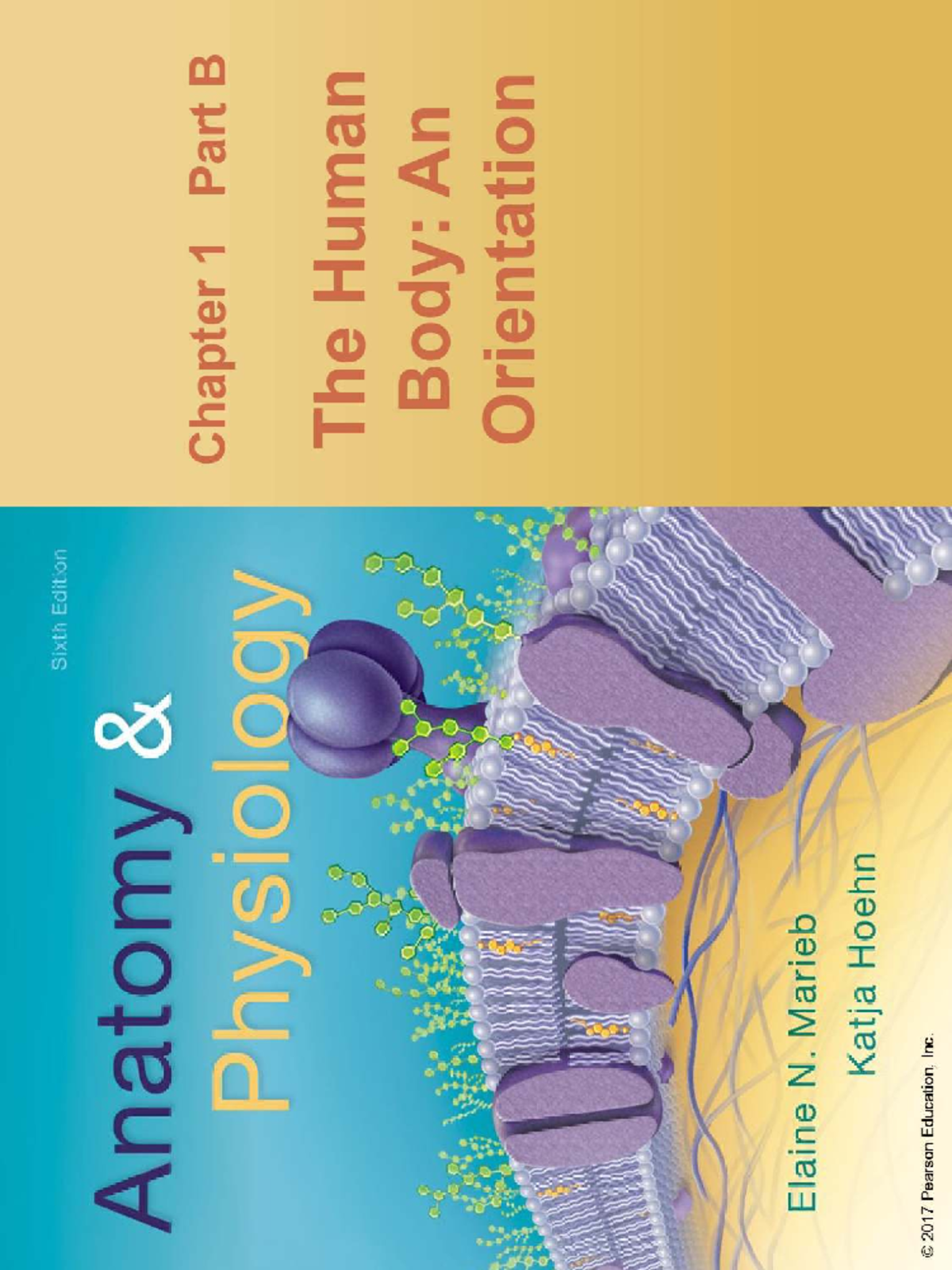 Anatomy & Physiology I: Chapter 1B Lecture Notes - Studocu