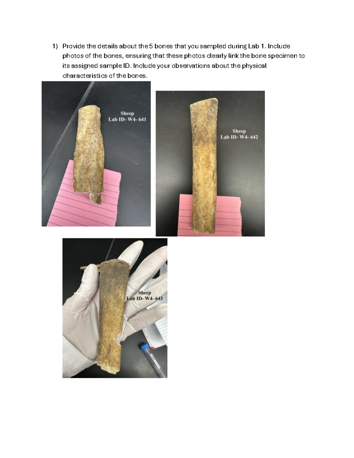 Lab 1: Bone Sample Analysis & Observations (Course 3154) - Studocu