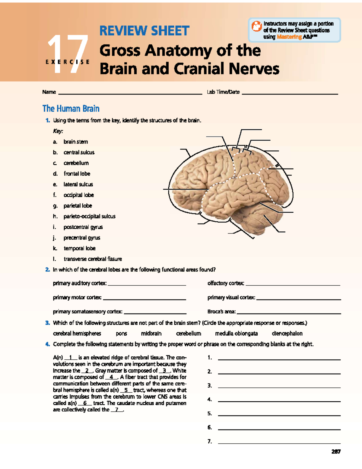 Lab 12 - Exercise 17 Review Sheet: Cranial Nerves & Brain Structures ...
