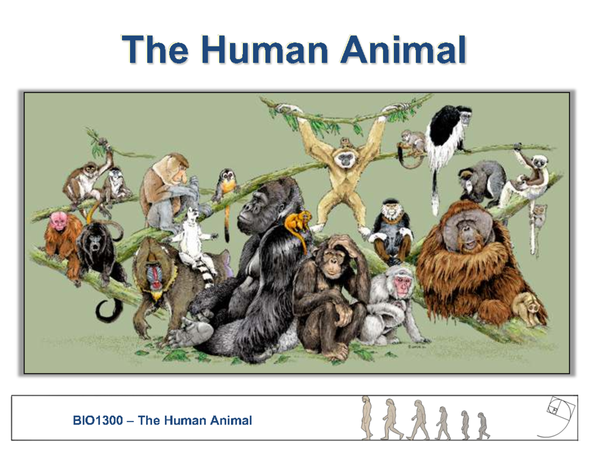 BIO1300 Human Evolution: Primate Characteristics & Evolution Insights ...