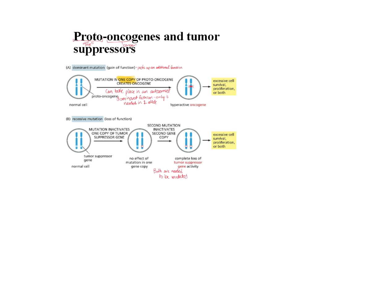 Chapter 8: Control of Gene Expression - Overview and Regulatory ...