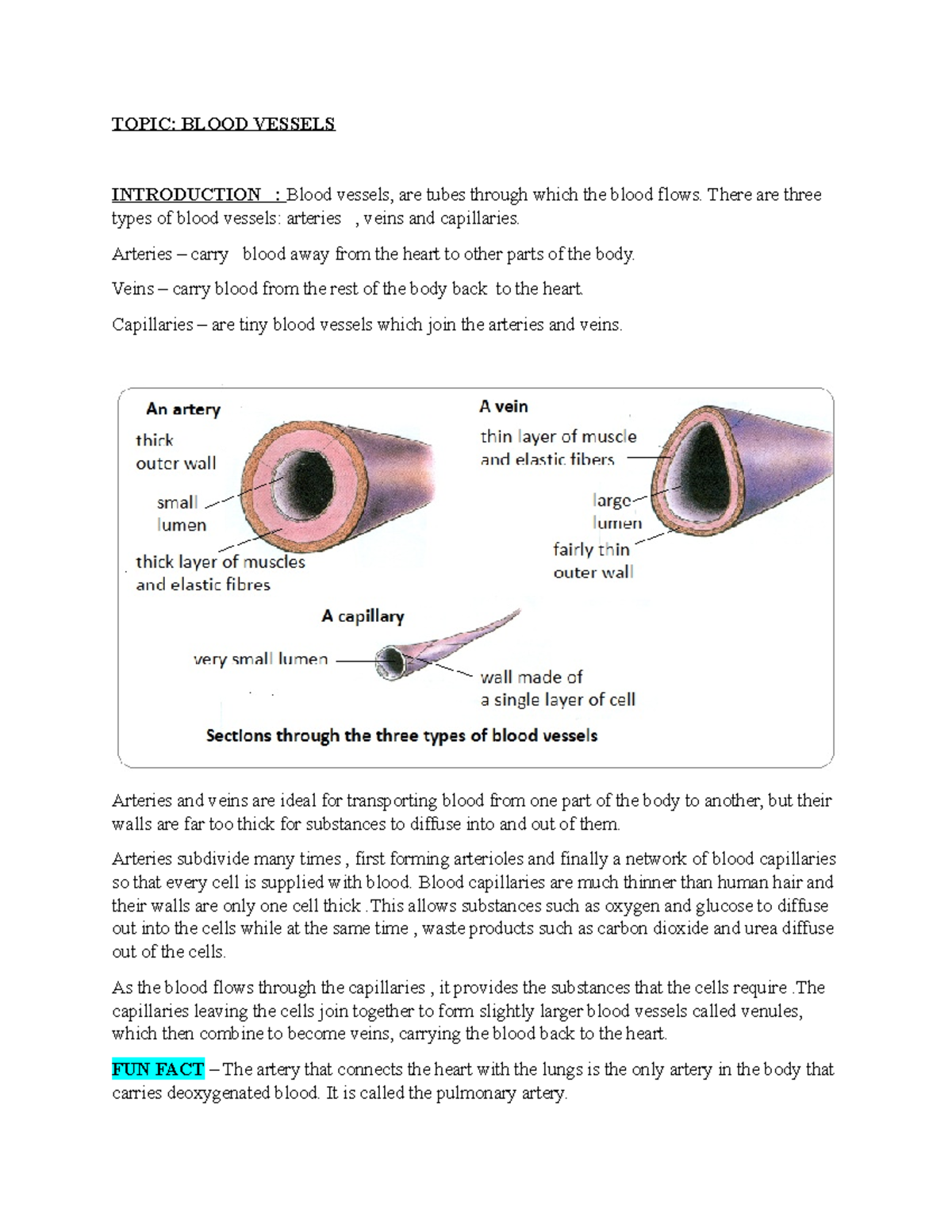 Blood Vessels Overview - CSEC Biology - Studocu