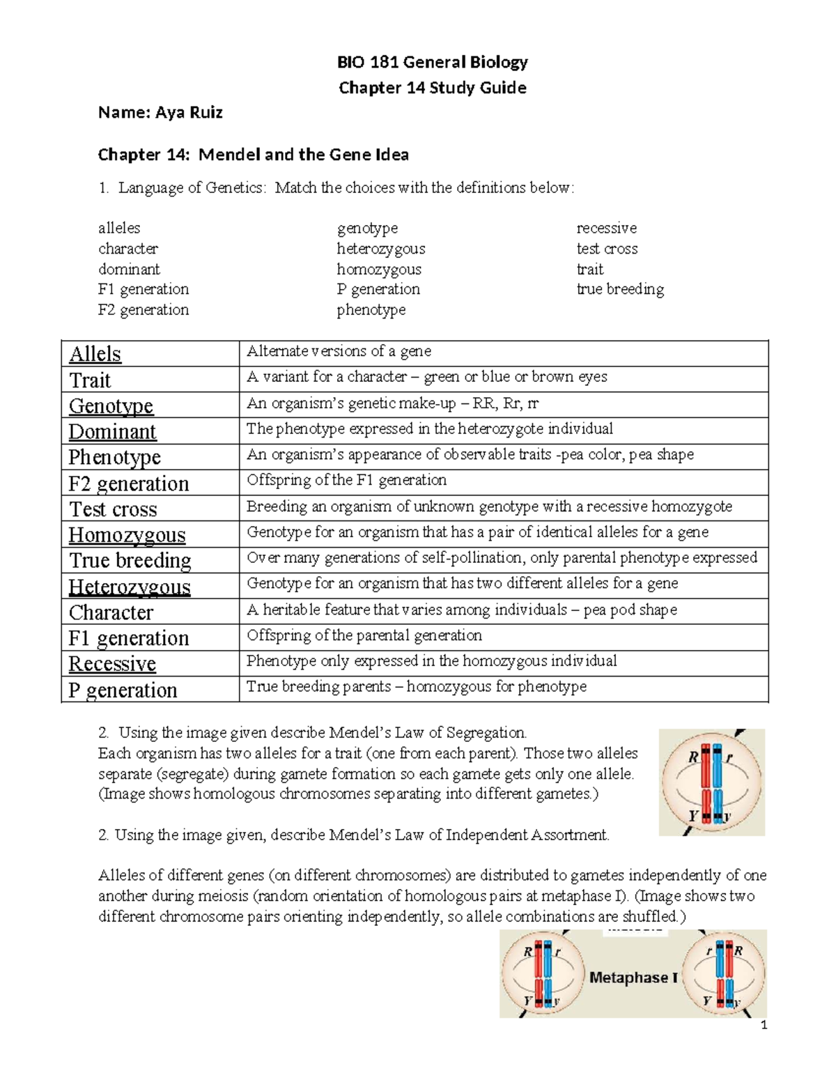 BIO 181 General Biology Chapter 14 Study Guide: Mendel & Genetics - Studocu
