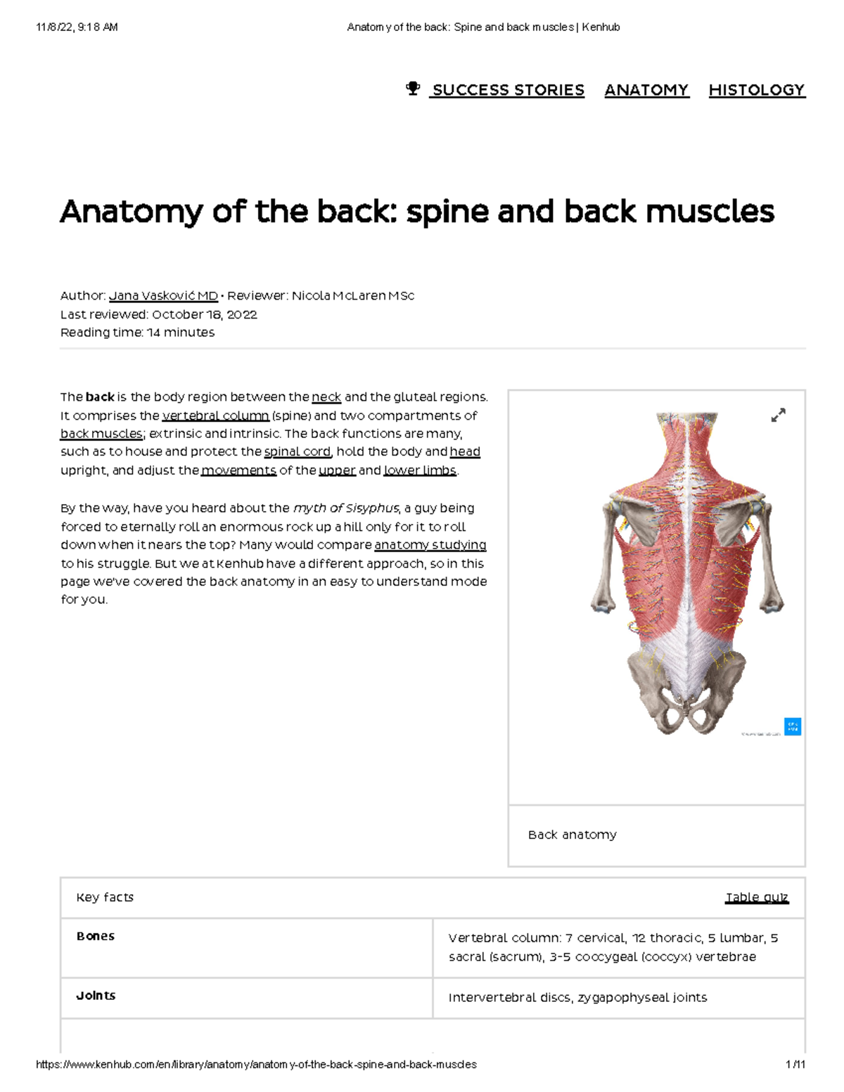 Anatomy of the Back: Spine & Muscles Overview for KENHUB Study - Studocu