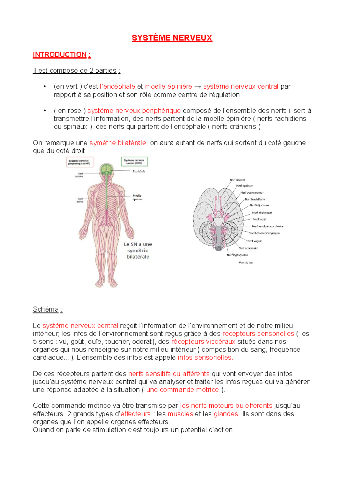 CM-Physio-Mécanismes du Système Nerveux: Structure et Fonction - Studocu