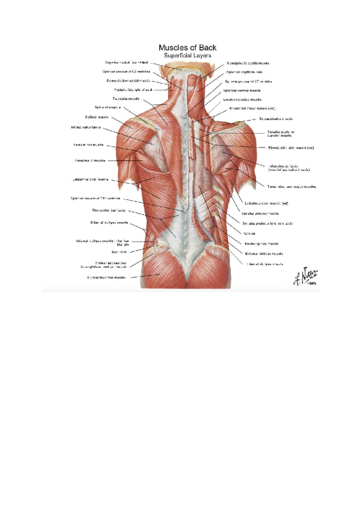 Muscles of the Back and Arm: Detailed Anatomy Study (BL) - Studocu