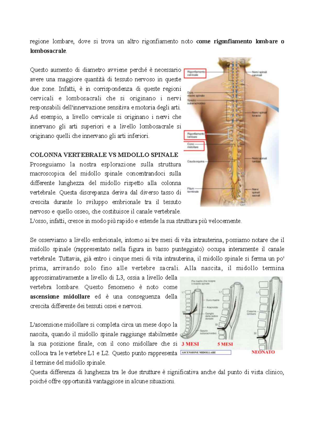 Anatomia e Funzione del Midollo Spinale e Nervi Spinali - Lezione 2023 ...