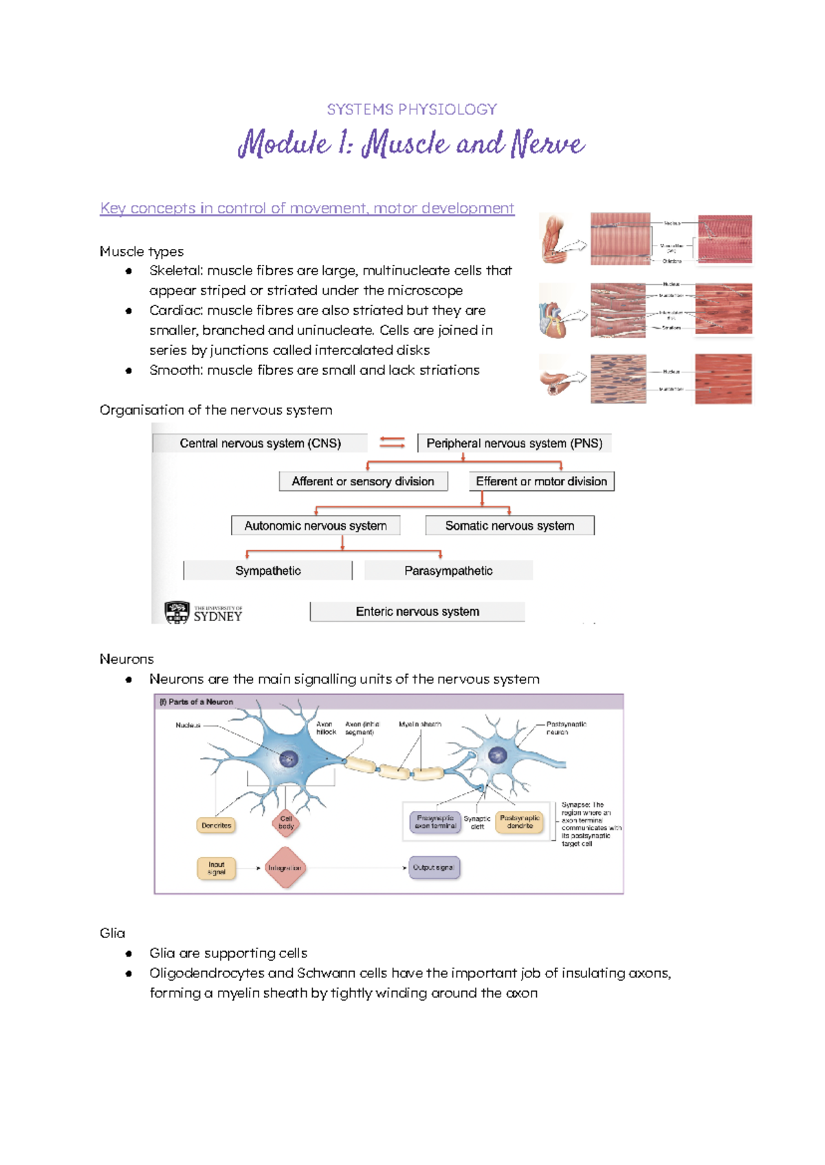 PHSI3010 Systems Physiology Module 1: Muscle & Nerve Notes - Studocu