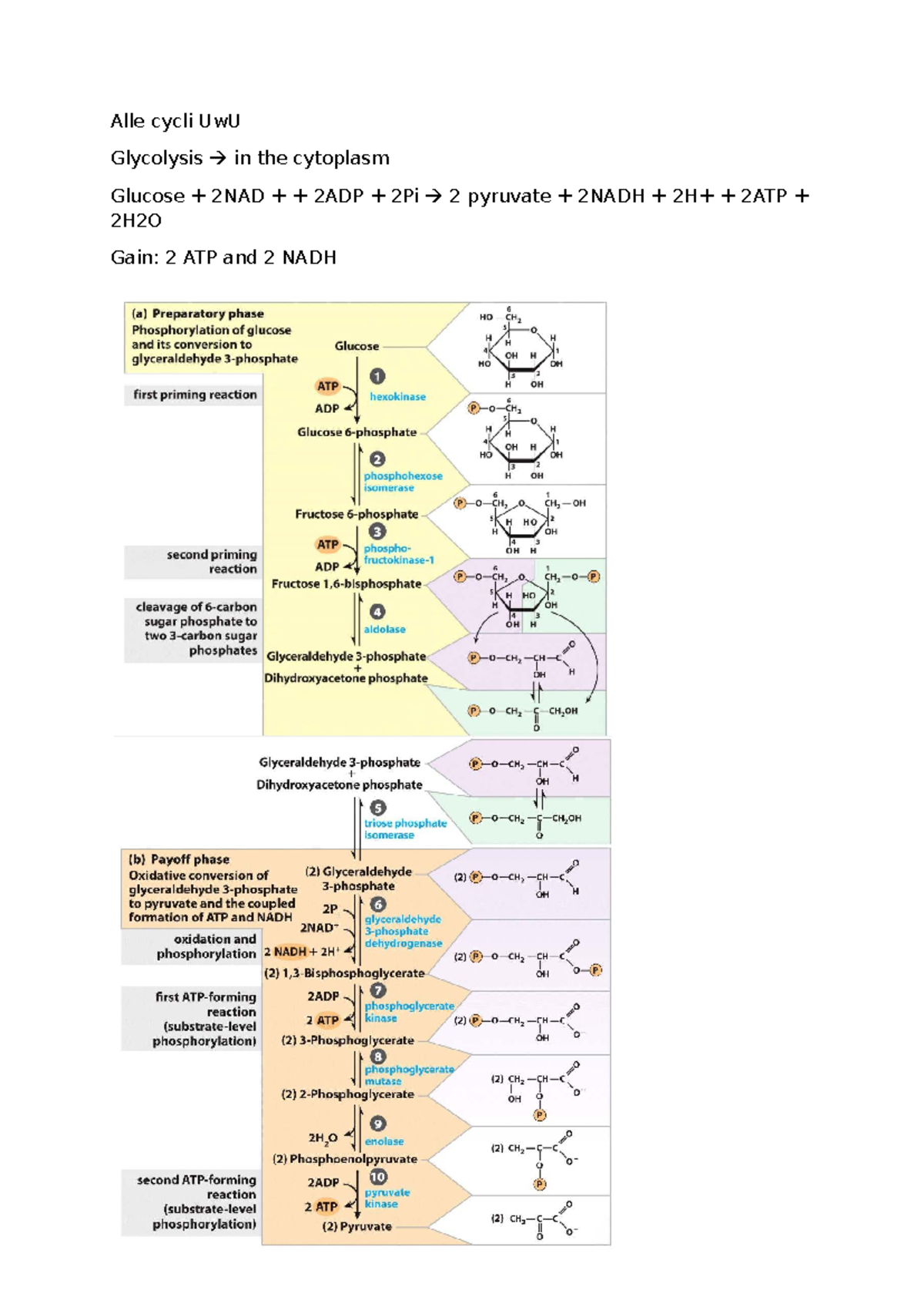 Glycolysis and Pyruvate Metabolism Overview - UwU Cycle - Studeersnel