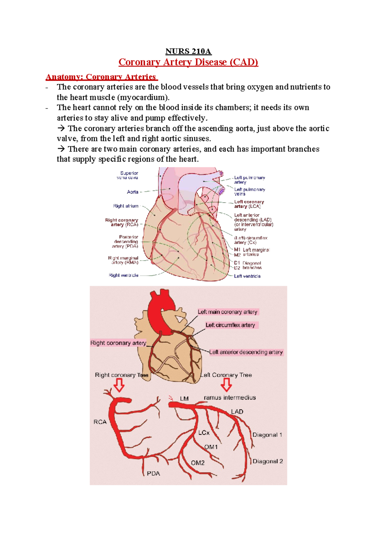 NURS 210A Final Exam Notes: Coronary Artery Disease (CAD) Overview ...