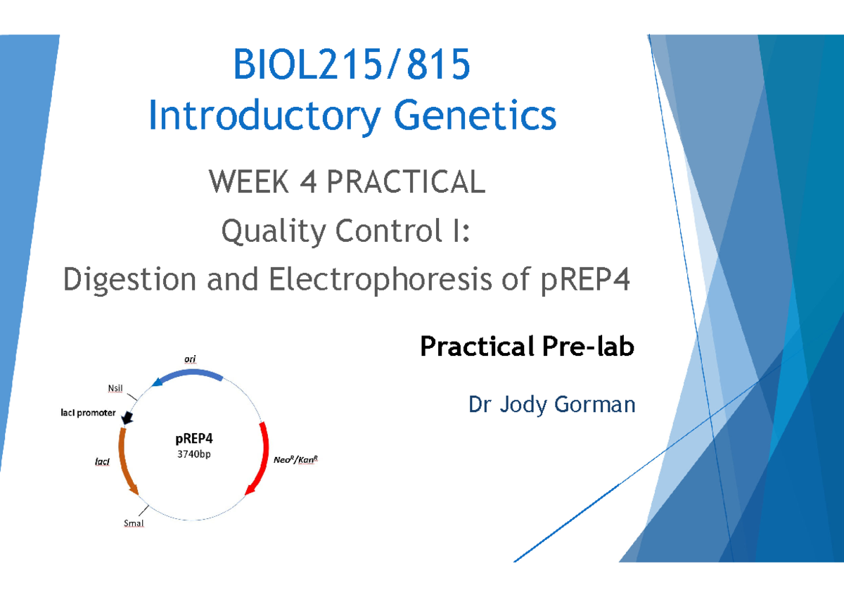 Week 4 Practical: Digestion & Electrophoresis of pREP4 (2025) - Studocu