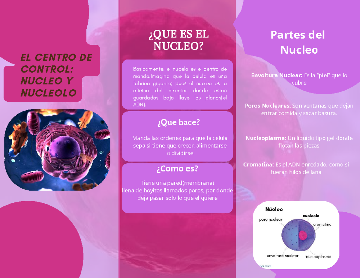 EL CENTRO DE CONTROL: NÚCLEO Y NUCLEOLO EN LA CÉLULA - Studocu