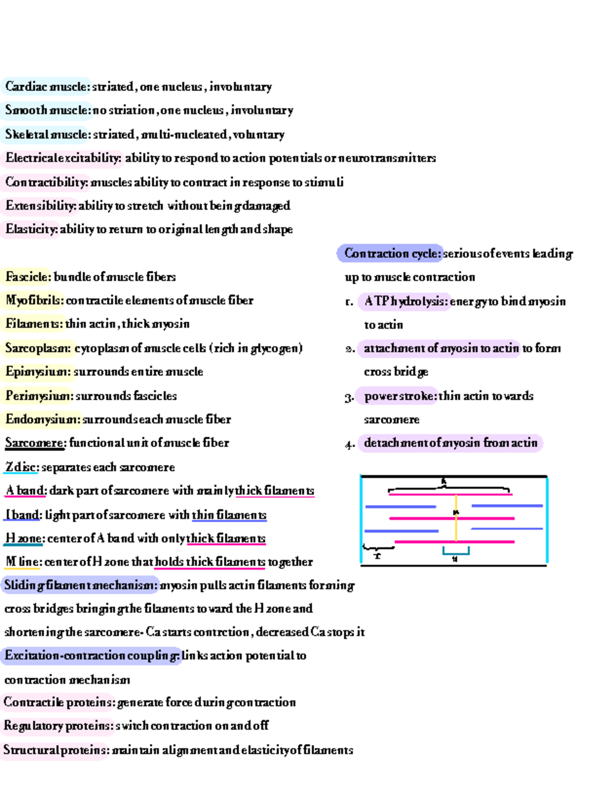 Anatomy Pt 3: Muscle Types, Contraction Mechanisms, and Hormonal ...