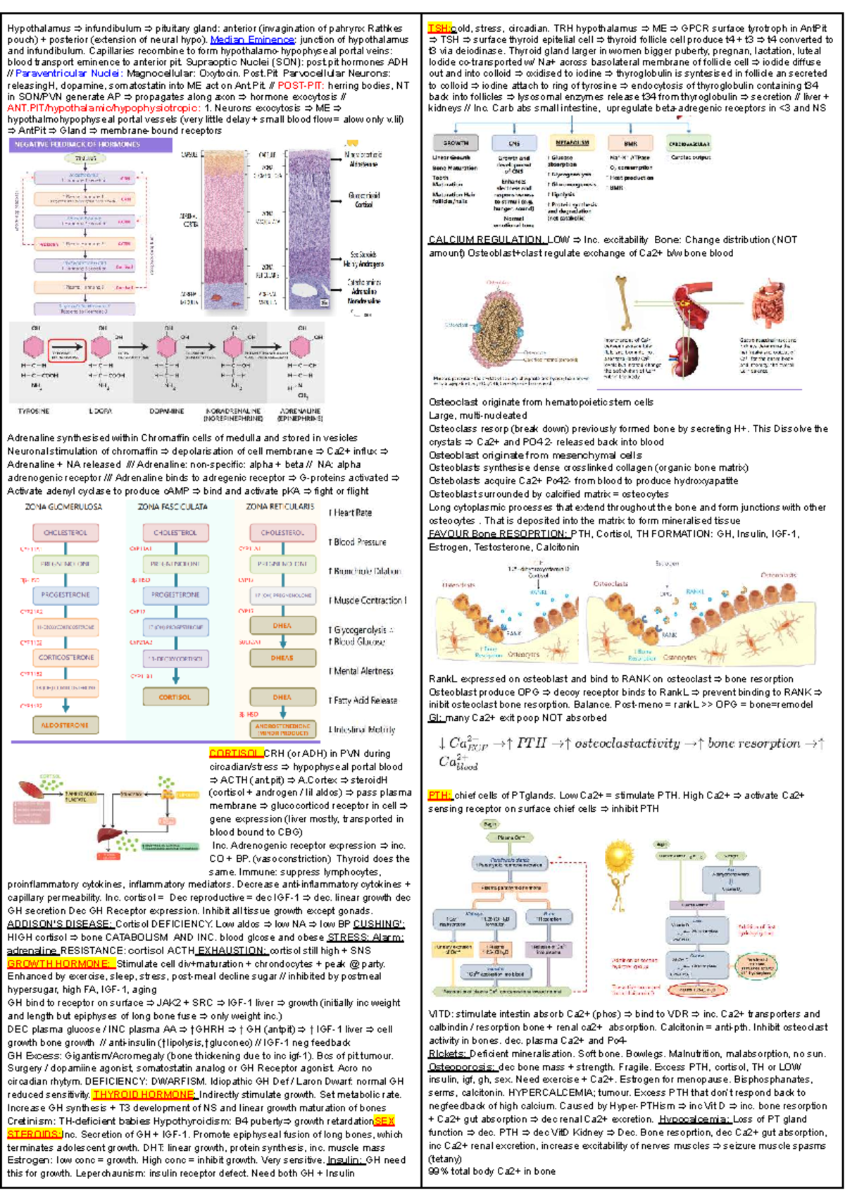Physio Test 2: Infundibulum & Hormonal Regulation Overview - Studocu