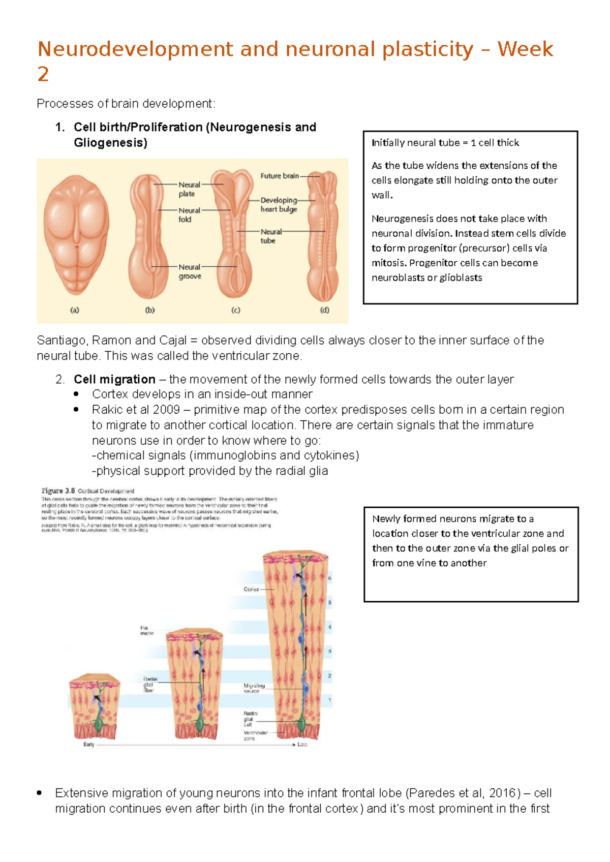 Neurodevelopment (PSY 201) - Week 2: Brain Development Processes - Studocu
