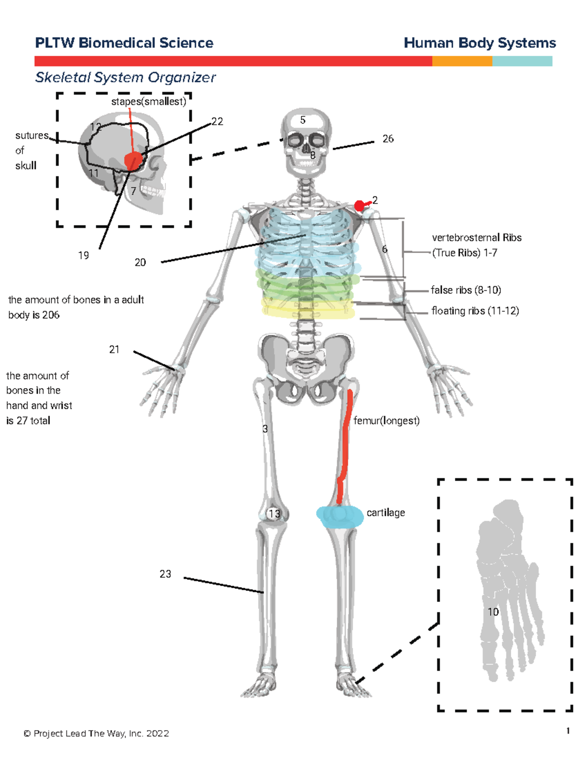 HBS Skeletal System. David Perez and Destani - HIST 1302 - PLTW ...
