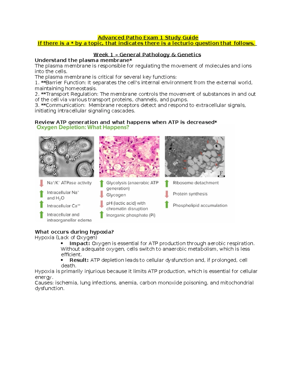 Patho Exam 3 Study Guide: Connective Tissue Diseases & More - Studocu
