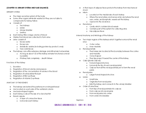 Chapter 18: Key Notes on the Urinary System Functions and Components ...
